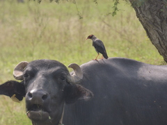 Acridotheres ginginianus