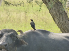 Acridotheres ginginianus
