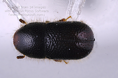 Xylographus bostrichoides