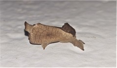 Lebedodes rufithorax