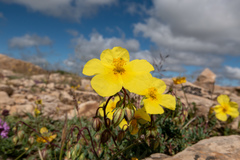 Helianthemum neopiliferum