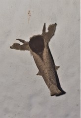 Lebedodes rufithorax