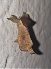Lebedodes rufithorax