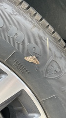 Eupithecia monticolans