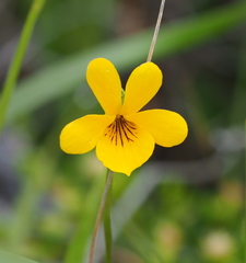 Viola maculata