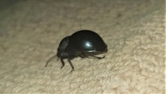Ocnodes