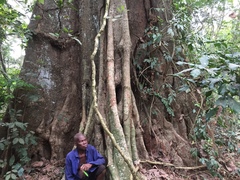 Cola gigantea