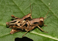 Squamobibracte doipui