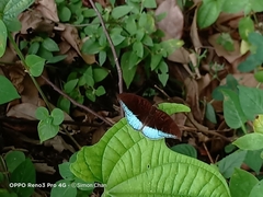 Tanaecia iapis puseda