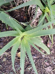 Aloe