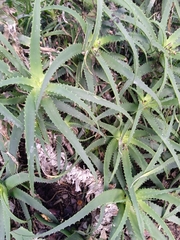 Aloe