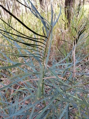 Macrozamia flexuosa