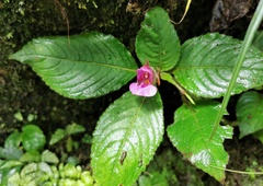 Impatiens napoensis
