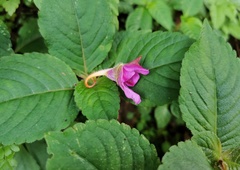 Impatiens napoensis