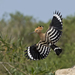Hoopoes - Photo (c) adiashkenazi, some rights reserved (CC BY-NC)