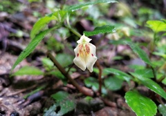 Impatiens