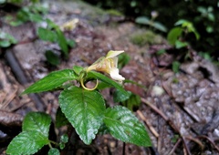 Impatiens