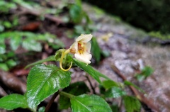 Impatiens