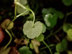 Hydrocotyle pterocarpa