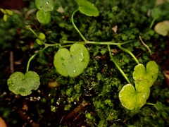 Hydrocotyle pterocarpa