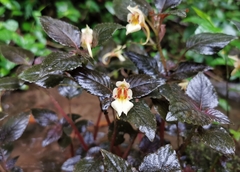 Impatiens