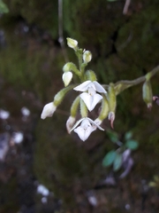 Ponthieva pauciflora