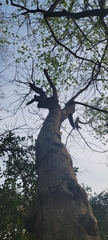 Sapindus mukorossi