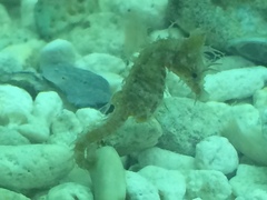 Hippocampus zosterae