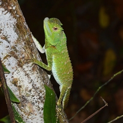 Lyriocephalus scutatus