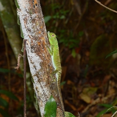Lyriocephalus scutatus