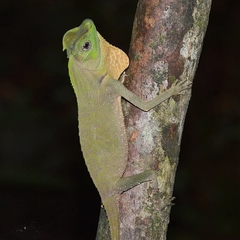 Lyriocephalus scutatus