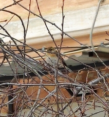 Fringilla montifringilla