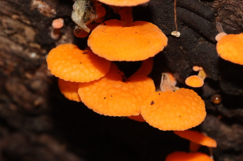 orange pore fungus