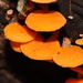 Orange Pore Fungus - Photo (c) Greg Bellion, some rights reserved (CC BY-NC), uploaded by Greg Bellion