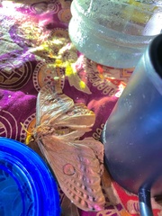 Opodiphthera loranthi