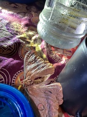 Opodiphthera loranthi