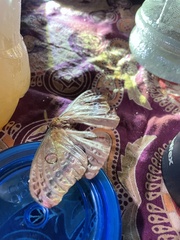 Opodiphthera loranthi