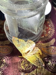 Opodiphthera loranthi