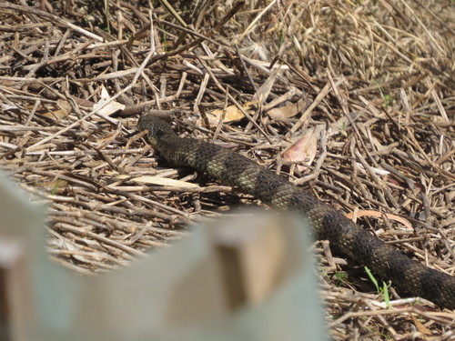 Tiger Snake sighting