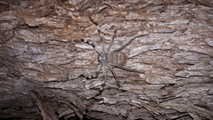 Holconia nigrigularis
