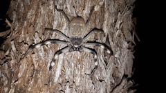 Holconia nigrigularis