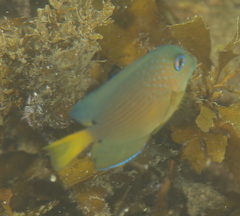 Ctenochaetus binotatus