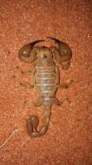 Urodacus yaschenkoi