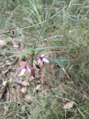 Geitonoplesium cymosum