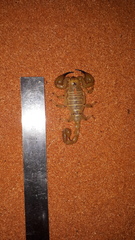 Urodacus yaschenkoi