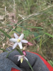 Geitonoplesium cymosum