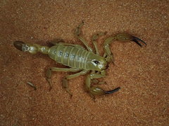 Urodacus yaschenkoi