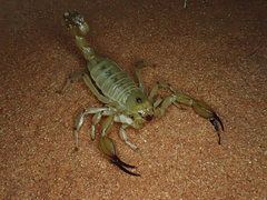 Urodacus yaschenkoi