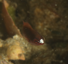 Cirrhilabrus punctatus