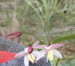 Geitonoplesium cymosum